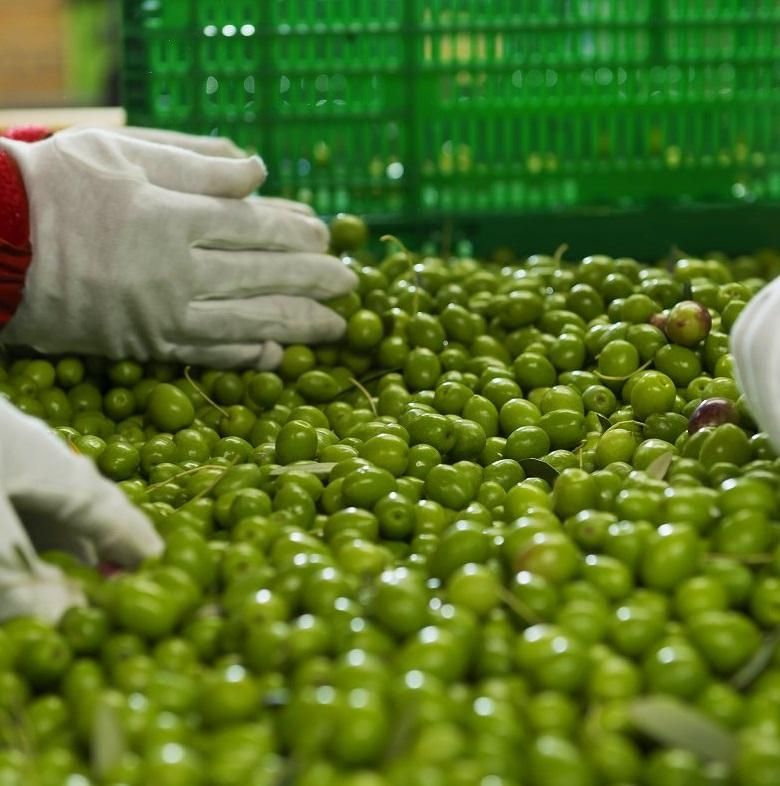 季節限定商品新漬けオリーブ - 安芸の島の実